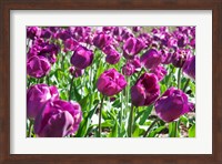 Purple Tulips Fine Art Print