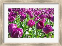 Purple Tulips Fine Art Print