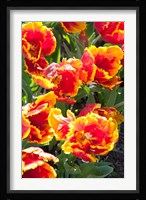 Tulips at Sherwood Gardens, Baltimore, Maryland Fine Art Print
