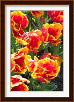 Tulips at Sherwood Gardens, Baltimore, Maryland Fine Art Print