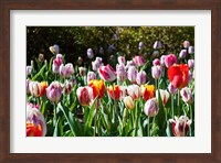 Field of Tulips Fine Art Print