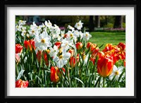 Tulips and other flowers at Sherwood Gardens, Baltimore, Maryland, USA Fine Art Print