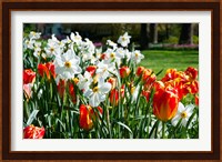 Tulips and other flowers at Sherwood Gardens, Baltimore, Maryland, USA Fine Art Print