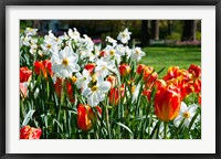 Tulips and other flowers at Sherwood Gardens, Baltimore, Maryland, USA Fine Art Print