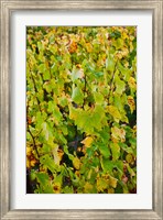 Vineyard in autumn, Chigny-les-Roses, Marne, Champagne-Ardenne, France Fine Art Print