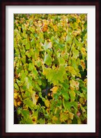 Vineyard in autumn, Chigny-les-Roses, Marne, Champagne-Ardenne, France Fine Art Print