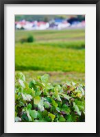 Vineyards in autumn, Chigny-les-Roses, Marne, Champagne-Ardenne, France Fine Art Print