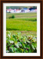 Vineyards in autumn, Chigny-les-Roses, Marne, Champagne-Ardenne, France Fine Art Print