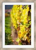 Vineyards in autumn, Mittelbergheim, Alsatian Wine Route, Bas-Rhin, Alsace, France Fine Art Print