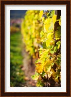 Vineyards in autumn, Mittelbergheim, Alsatian Wine Route, Bas-Rhin, Alsace, France Fine Art Print