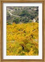 Vineyards, Collioure, Vermillion Coast, Pyrennes-Orientales, Languedoc-Roussillon, France (vertical) Fine Art Print