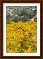 Vineyards, Collioure, Vermillion Coast, Pyrennes-Orientales, Languedoc-Roussillon, France (vertical) Fine Art Print