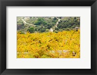 Vineyards, Collioure, Vermillion Coast, Pyrennes-Orientales, Languedoc-Roussillon, France (horizontal) Fine Art Print