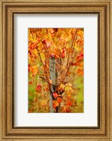 Vineyard in autumn, Gaillac, Tarn, Midi-Pyrenees, France (vertical) Fine Art Print