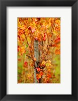 Vineyard in autumn, Gaillac, Tarn, Midi-Pyrenees, France (vertical) Fine Art Print