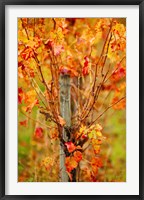 Vineyard in autumn, Gaillac, Tarn, Midi-Pyrenees, France (vertical) Fine Art Print