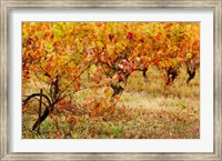 Vineyard in autumn, Gaillac, Tarn, Midi-Pyrenees, France (horizontal) Fine Art Print