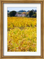Autumn Vineyards, Montagne, Gironde, Aquitaine, France Fine Art Print