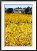 Autumn Vineyards, Montagne, Gironde, Aquitaine, France Fine Art Print