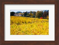 Vineyards in Autumn, Montagne, Gironde, Aquitaine, France Fine Art Print