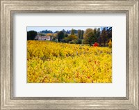 Vineyards in Autumn, Montagne, Gironde, Aquitaine, France Fine Art Print
