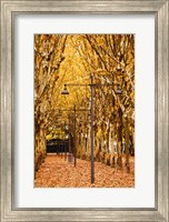 Esplanade des Quinconces park in autumn, Bordeaux, Gironde, Aquitaine, France Fine Art Print