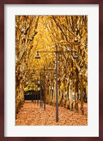 Esplanade des Quinconces park in autumn, Bordeaux, Gironde, Aquitaine, France Fine Art Print