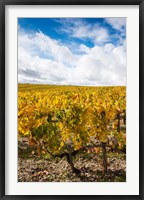 Chateau Lafite Rothschild vineyards in autumn, Pauillac, Haut Medoc, Gironde, Aquitaine, France Fine Art Print