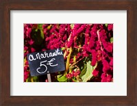 Price tag on Amaranth flowers at a flower shop, Rue De Buci, Paris, Ile-de-France, France Fine Art Print