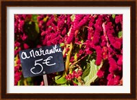 Price tag on Amaranth flowers at a flower shop, Rue De Buci, Paris, Ile-de-France, France Fine Art Print