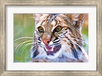 Close-up of a Bobcat (Lynx rufus) Fine Art Print