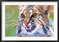 Close-up of a Bobcat (Lynx rufus) Fine Art Print