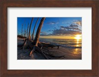 Dead Trees on the Beach at Sunset, Lovers Key State Park, Lee County, Florida Fine Art Print