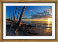 Dead Trees on the Beach at Sunset, Lovers Key State Park, Lee County, Florida Fine Art Print