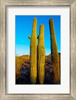 Saguaro Cactus (carnegiea gigantea) in a desert, Tucson, Pima County, Arizona, USA Fine Art Print