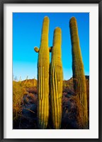 Saguaro Cactus (carnegiea gigantea) in a desert, Tucson, Pima County, Arizona, USA Fine Art Print