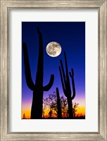 Moon over Saguaro cactus (Carnegiea gigantea), Tucson, Pima County, Arizona, USA Fine Art Print