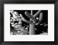 Saguaro cactus, Tucson, Arizona (B&W, horizontal) Fine Art Print