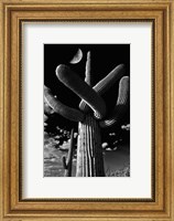 Saguaro cactus, Tucson, Arizona (B&W, vertical) Fine Art Print