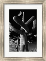 Saguaro cactus, Tucson, Arizona (B&W, vertical) Fine Art Print