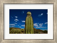 Low angle view of a Saguaro cactus (Carnegiea gigantea), Tucson, Pima County, Arizona Fine Art Print