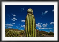 Low angle view of a Saguaro cactus (Carnegiea gigantea), Tucson, Pima County, Arizona Fine Art Print