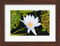 Water lily with lily pads in a pond, Isola Madre, Stresa, Lake Maggiore, Piedmont, Italy Fine Art Print