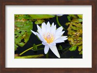 Water lily with lily pads in a pond, Isola Madre, Stresa, Lake Maggiore, Piedmont, Italy Fine Art Print