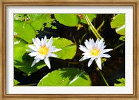 Water lilies with lily pads in a pond, Isola Madre, Stresa, Lake Maggiore, Piedmont, Italy Fine Art Print