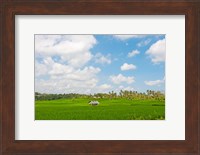 Rice field, Rejasa, Penebel, Bali, Indonesia Fine Art Print