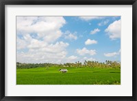 Rice field, Rejasa, Penebel, Bali, Indonesia Fine Art Print