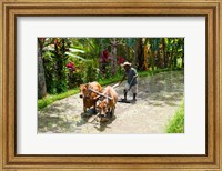 Farmer with Oxen, Rejasa, Penebel, Bali, Indonesia Fine Art Print