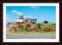 Sugar Cane being Harvested, Australia Fine Art Print