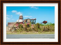 Sugar Cane being Harvested, Australia Fine Art Print